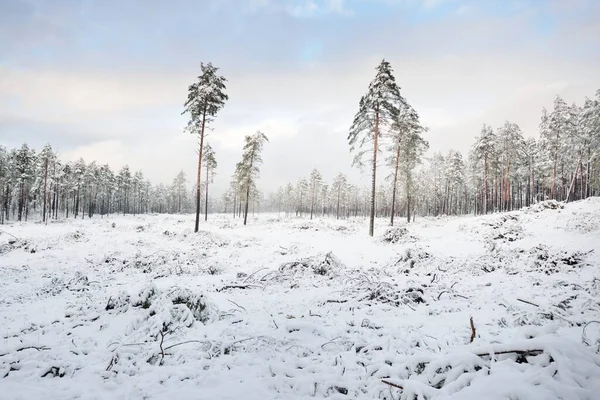 Snow Covered Evergreen Forest Blizzard Sunset Pine Spruce Trees Close — Stock Photo, Image