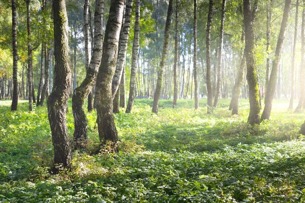 Green Birch Forest Clear Sunny Day Public Park Tree Trunks — Stock Photo, Image