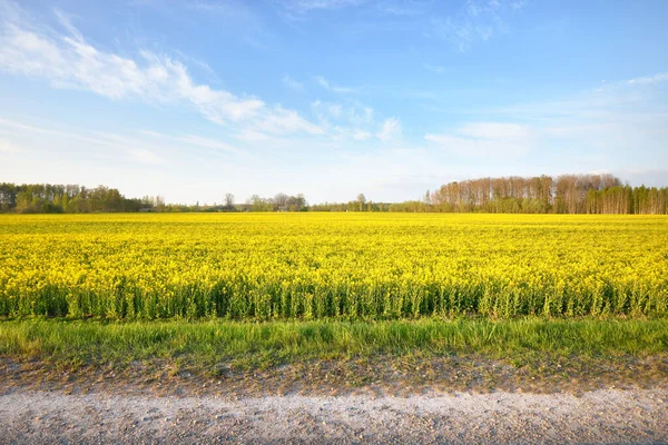 Autostrada Vuota Attraverso Campo Colza Giallo Fiore Contro Cielo Blu — Foto Stock