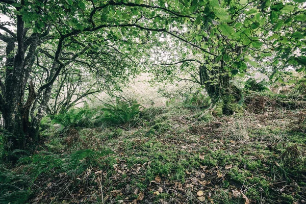 Adembenemend Uitzicht Het Schotse Regenwoud Oude Bomen Mos Varens Van — Stockfoto