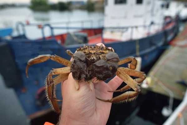 Eriocheir Sinensis Crab Fisherman Hand Close Fishing Boat Background Traditional — Stock Photo, Image