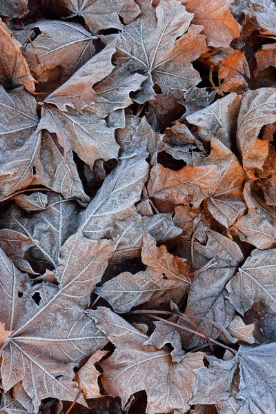 Feuilles Érable Recouvertes Givre Blanc Cristallin Texture Fond Papier Peint — Photo