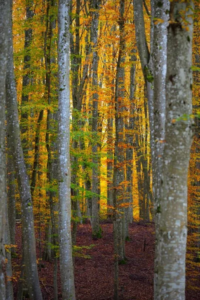 暗い神秘的なブナ林の絵のような風景 強い木 オレンジの葉 大気の秋の風景 秋の季節 生態系 純粋な自然 エコツーリズム ドイツ — ストック写真
