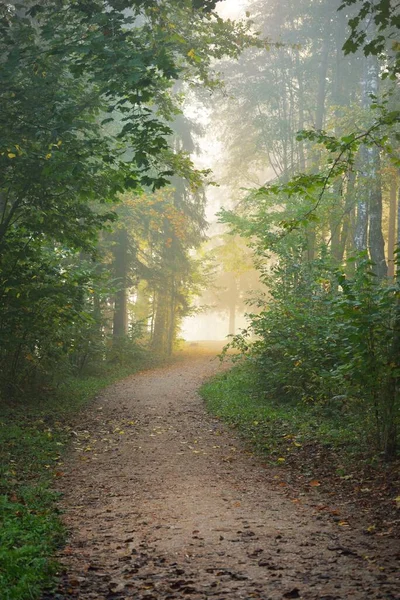 Шлях Через Ліс Таємничому Ранковому Тумані Природний Тунель Барвистих Дерев — стокове фото