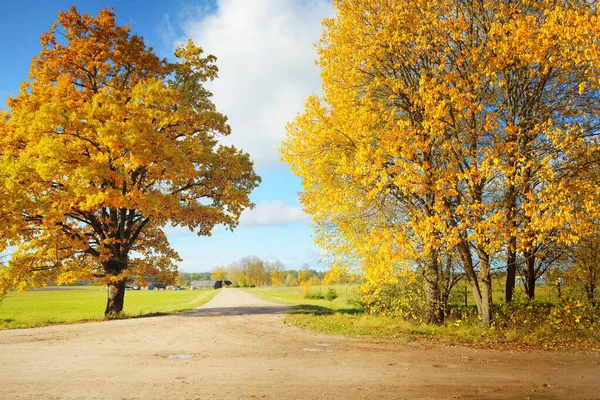 Country road through the green fields and golden deciduous trees (oak, maple, birch). Clear blue sky. Autumn colors. Idyllic rural scene. Seasons, fall, nature, ecotourism, logistics, distance