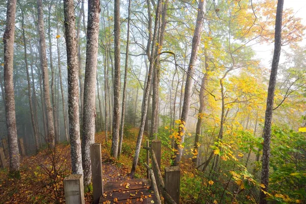 Blick Von Oben Auf Die Hölzerne Waldtreppe Nebel Des Sonnenaufgangs — Stockfoto