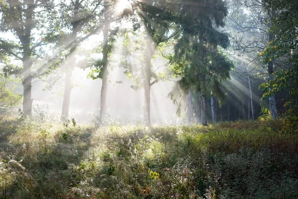 Paysage Pittoresque Forêt Sombre Dans Brouillard Mystérieux Lever Soleil Rayons — Photo