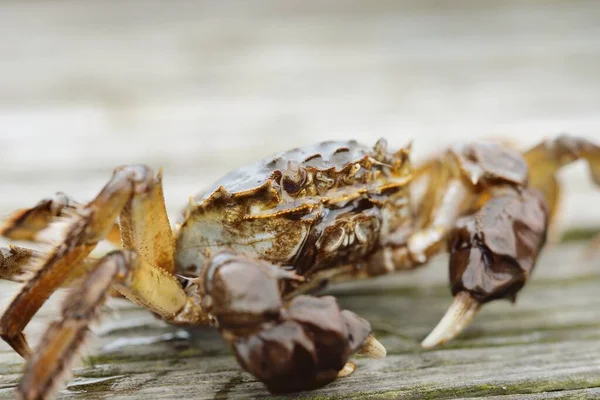 Granchio Eriocheir Sinensis Sul Molo Legno Porto Peschereccio Primo Piano — Foto Stock