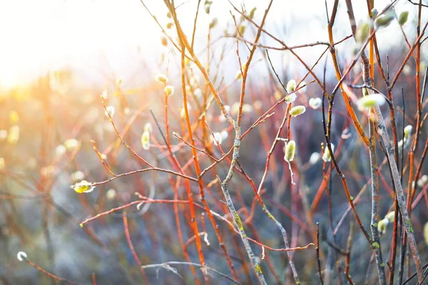 Junge Weidenzweige Aus Nächster Nähe Goldenes Sonnenuntergangslicht Verschwimmt Bokeh Natürliche — Stockfoto