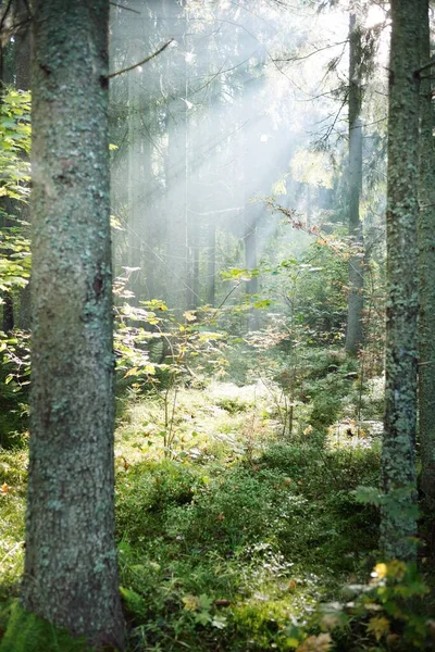 Vista Panoramica Della Misteriosa Foresta Sempreverde Una Nebbia All Alba — Foto Stock