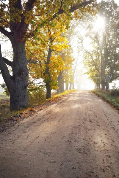落葉樫やカエデの木を介してシングルレーン農村道路 自然トンネルだ 妖精の秋のシーン 天の概念 生態系 サイクリング — ストック写真