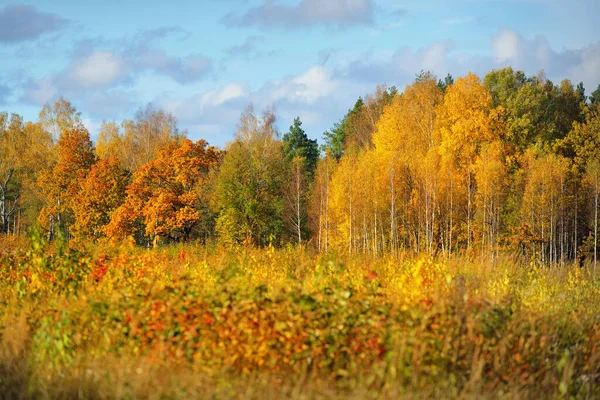 Goldener Birkenwald Panoramablick Grüne Orangefarbene Gelbe Rote Blätter Nahaufnahme Natur — Stockfoto