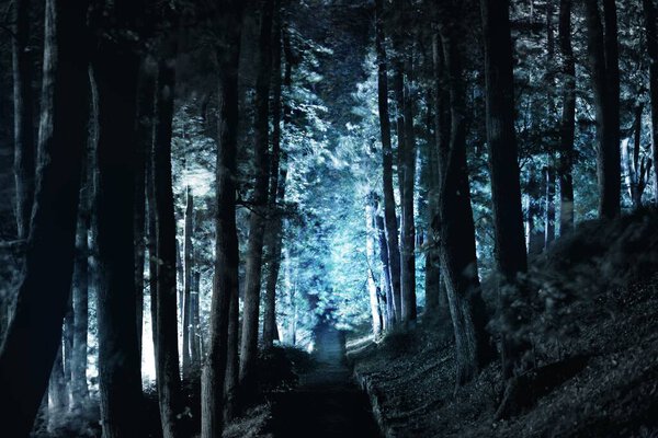Illuminated rural road (alley) through the tall ancient trees at night, Scary forest scene. Tree silhouettes in the dark. Mysterious blue light. Gothic, silence, darkness, shadows, loneliness concept