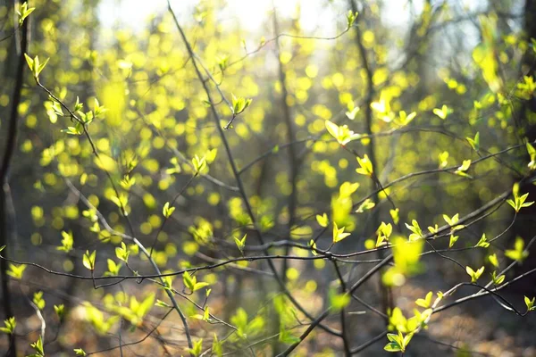 Ramo Arbusto Com Folhas Verdes Frescas Close Árvores Borradas Bokeh — Fotografia de Stock