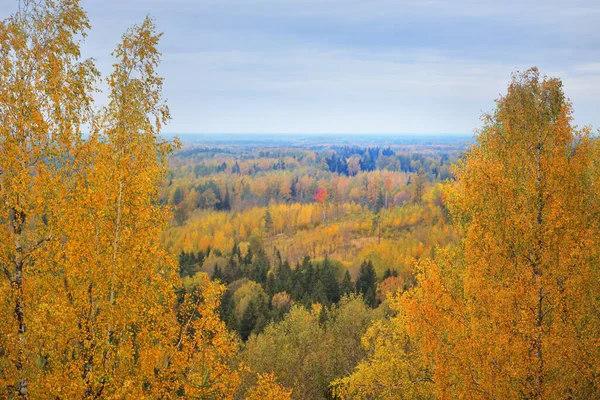 Malerische Panorama Luftaufnahme Des Farbenfrohen Herbstwaldes Goldene Rote Orange Gelbe — Stockfoto