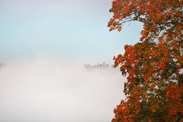 Gauja Κοιλάδα Του Ποταμού Και Πευκοδάσος Σύννεφα Της Πρωινής Ομίχλης — Φωτογραφία Αρχείου
