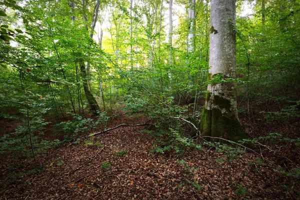 Dark Green Beech Trees Ancient Tree Trunks Close Forest Floor — Stock Photo, Image