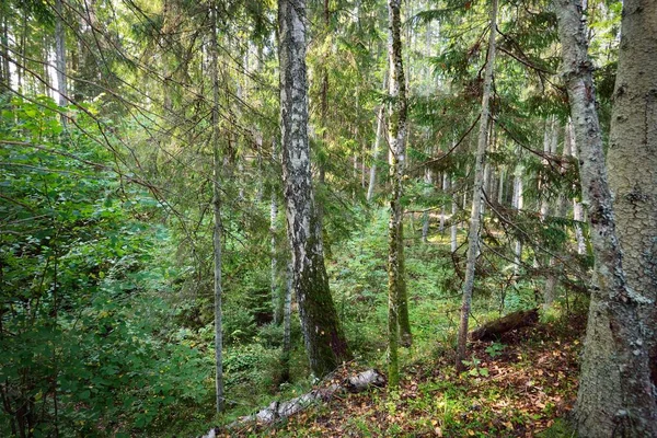 Cenário Pitoresco Floresta Perene Pinheiro Antigo Árvores Caducas Musgo Samambaia — Fotografia de Stock