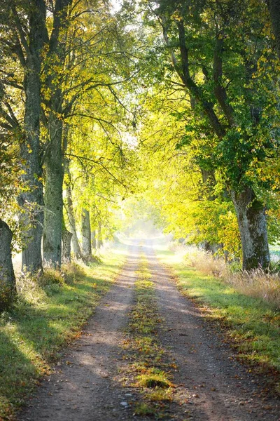 Single lane rural road (alley) through the linden trees at sunrise. Golden sunlight, sunbeams, fog, shadows. Fairy autumn forest scene. Art, hope, heaven, wilderness, loneliness, pure nature, ecology