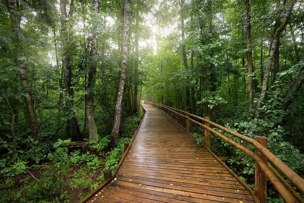 Moderno Sendero Madera Serpenteante Paseo Marítimo Través Árboles Hoja Caduca — Foto de Stock