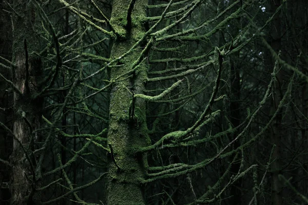 어두운 나무와 고사리 나무는 줄기를 클로즈업하여 놓는다 Ardrishaig Loch Fyne — 스톡 사진