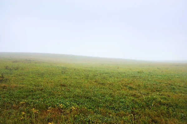 Campo Agrícola Rural Verde Árvore Solitária Uma Névoa Branca Espessa — Fotografia de Stock