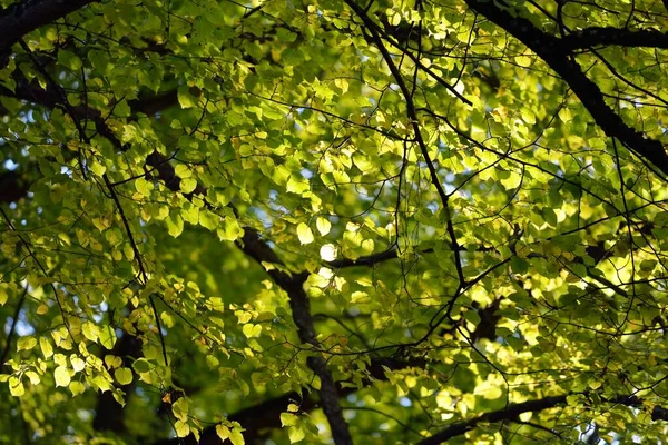 落叶乔木在清澈的日子里 枝条上有明亮的绿叶特写 宏观摄影 自然图案 图形资源 — 图库照片