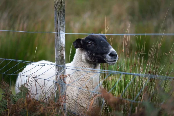 Чорно Білі Вівці Пасуться Зеленій Лузі Зблизька Craighouse Jura Island — стокове фото