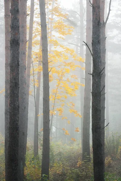 상록수 소나무와 황금색 단풍나무가 가까이 있습니다 생태학 생태관광 유럽의 — 스톡 사진