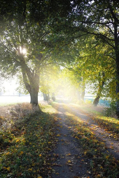 Single Lane Rural Road Alley Linden Trees Sunrise Golden Sunlight — Stock Photo, Image