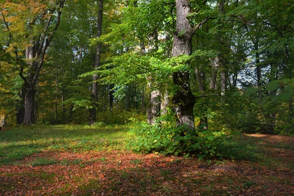 Venkovská Silnice Ulička Stezka Městském Parku Detailní Záběr Mocných Stromů — Stock fotografie