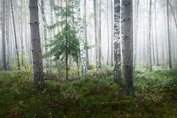 Paesaggio Atmosferico Scuro Della Foresta Sempreverde Una Nebbia All Alba — Foto Stock