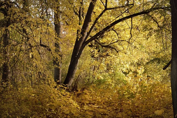 Θέα Από Μονοπάτι Ένα Πάρκο Δάπεδο Δάσους Από Πολύχρωμα Κίτρινα — Φωτογραφία Αρχείου