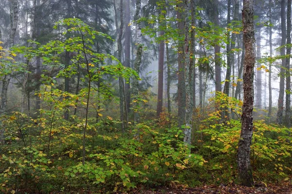 Paesaggio Atmosferico Della Foresta Una Nebbia All Alba Luce Solare — Foto Stock