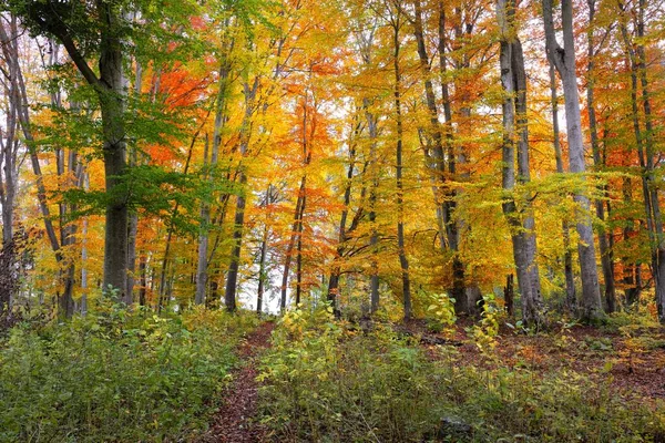 Pintoresco Paisaje Del Bosque Haya Dorada Poderosos Troncos Árboles Coloridas —  Fotos de Stock