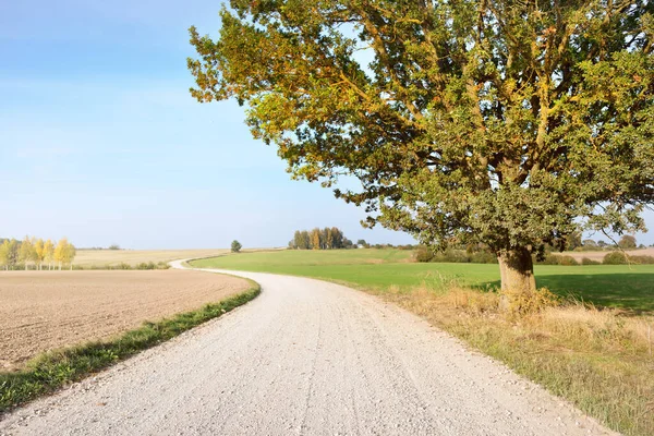 Uma Estrada Rural Vazia Sinuosa Através Campo Árvores Dia Claro — Fotografia de Stock
