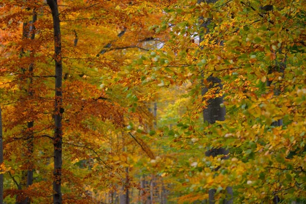 Живописный Пейзаж Золотистого Букового Леса Могучие Стволы Деревьев Разноцветные Желтые — стоковое фото