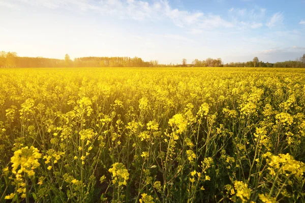 Blühendes Gelbes Rapsfeld Bei Sonnenuntergang Lettland Idyllische Ländliche Szenerie Landwirtschaft — Stockfoto