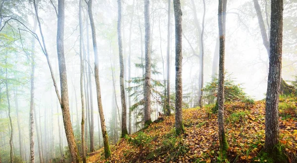 Panoramautsikt Över Skogskullarna Dimma Vid Soluppgången Gyllene Ljus Solstrålar Gröna — Stockfoto