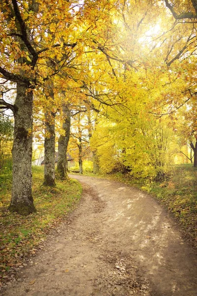 Pathway Landweg Steegje Het Bosdorp Bladverliezende Bomen Met Kleurrijke Groene — Stockfoto