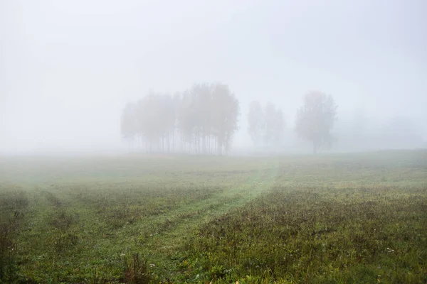 Zelené Venkovské Zemědělské Pole Osamělý Strom Husté Bílé Ranní Mlze — Stock fotografie