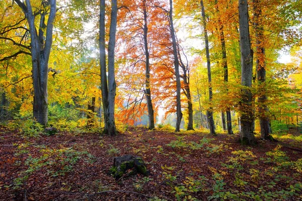Πανοραμική Θέα Των Λόφων Δάσος Οξιάς Πανίσχυροι Κορμοί Δέντρων Κίτρινα — Φωτογραφία Αρχείου