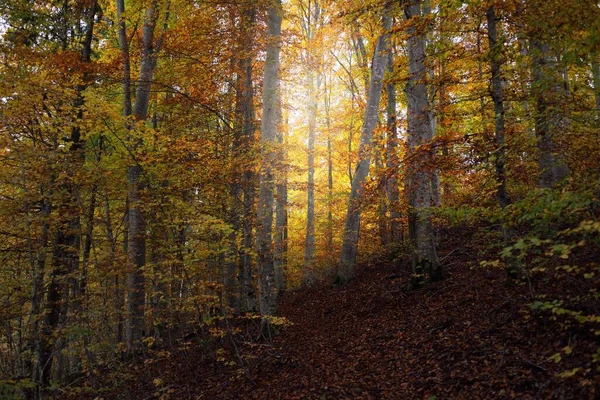 Pintoresco Paisaje Del Oscuro Misterioso Bosque Hayas Árboles Poderosos Hojas — Foto de Stock