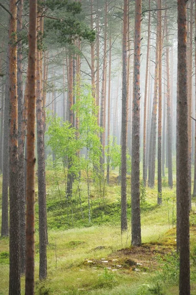 Uralte Kiefern Geheimnisvollen Weißen Morgennebel Bei Sonnenaufgang Einsame Grüne Birke — Stockfoto