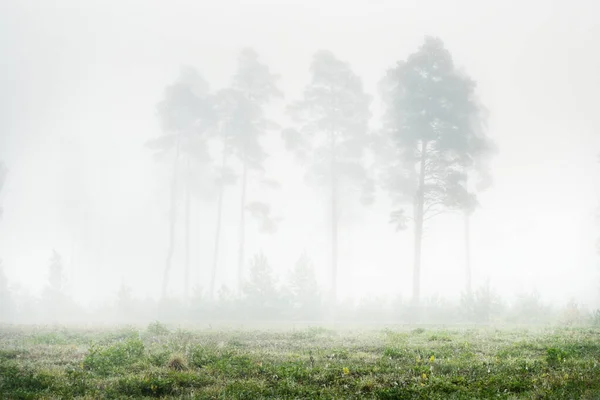 Cenário Monocromático Pitoresco Floresta Perene Denso Nevoeiro Branco Nascer Sol — Fotografia de Stock