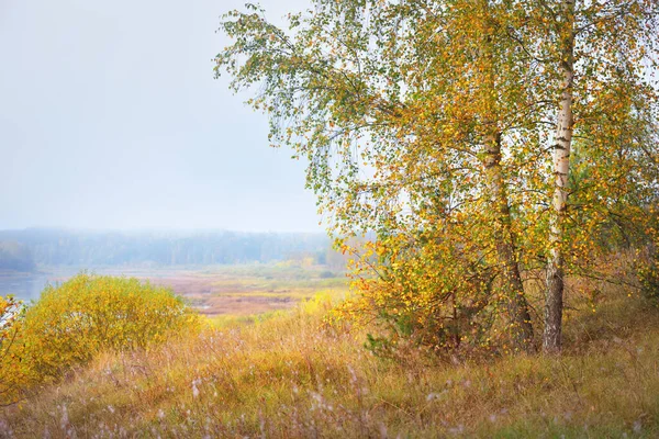 Panoramablick Auf Den Majestätischen Goldenen Birkenwald Und Die Biegungen Der — Stockfoto