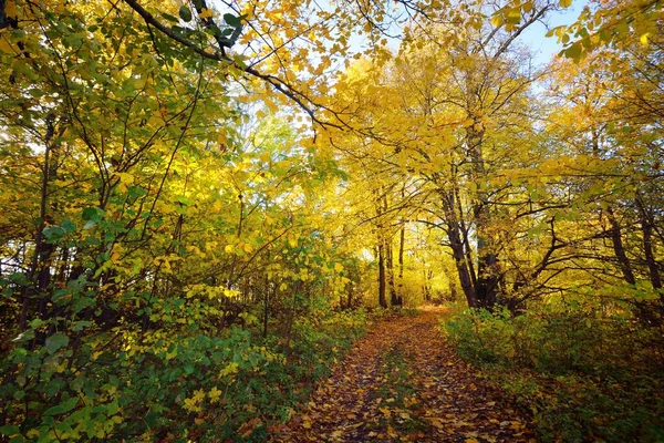森の中の道 田舎道 カラフルな緑 オレンジ 金色の葉を持つ落葉樹 枝を通して日光が差し込む 自然トンネルだ — ストック写真