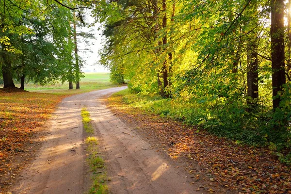 Empty Rural Road Alley Colorful Deciduous Trees Green Golden Orange — Stock Photo, Image