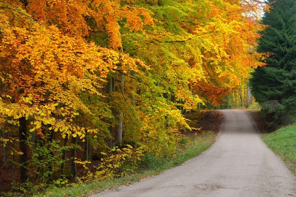Kręta Wiejska Droga Przez Las Bukowy Potężne Pnie Żółte Czerwone — Zdjęcie stockowe