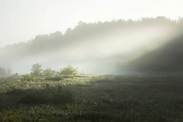 日の出の森の近くの小さな川 の絵のような風景 朝の霧 大気の風景 牧歌的な田園風景 純粋な自然 — ストック写真